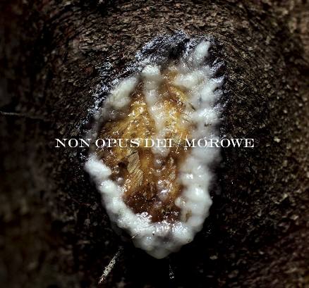 Non Opus Dei/Morowe - Split: Dziwki dwie [Digi-CD]