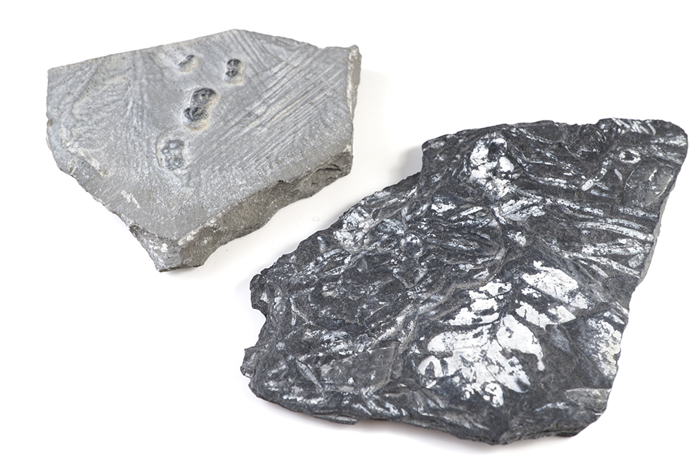 Fossil collection; trilobite + fossil fern