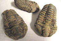 Trilobite, Calymene or Diacalymene ca. 5-8 cm, Morocco