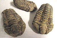 Trilobit, Calymene eller Diacalymene ca. 5-8 cm,  Marocko
