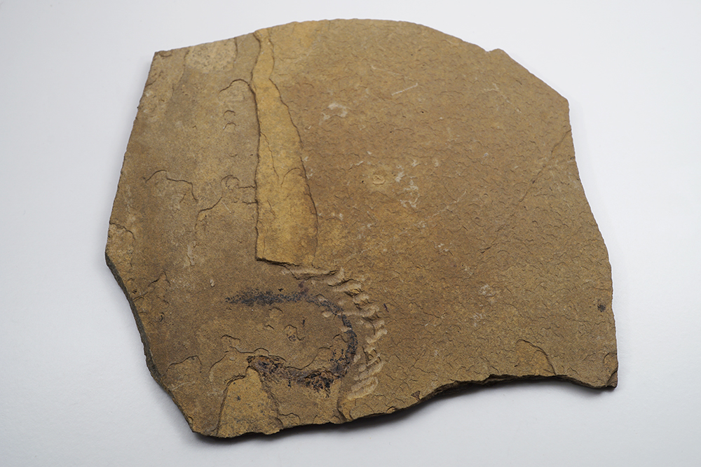 Branchiosaurus (Amfibier)