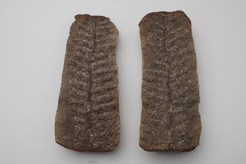 Fern fossil, pair, Indiana, US