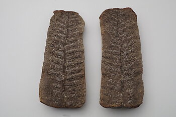 Ormbunksfossil, par, Indiana, USA