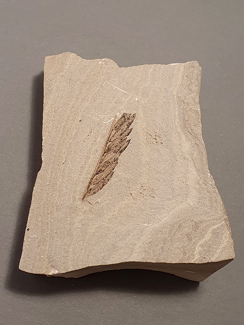Fossil leaf / part of leaf in limestone, Uintah co, Utah