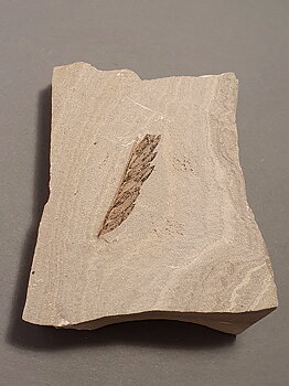 Fossilt blad / del av blad i kalksten, Uintah co, Utah