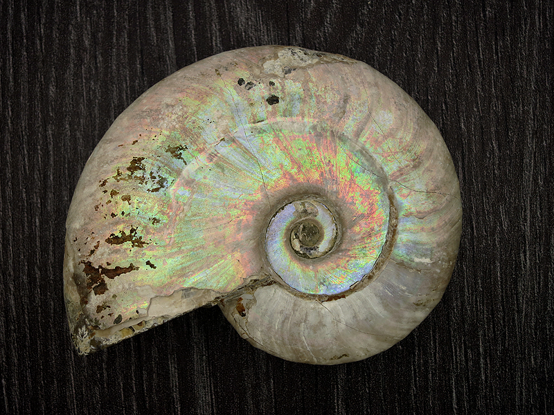 Fossil m.m.