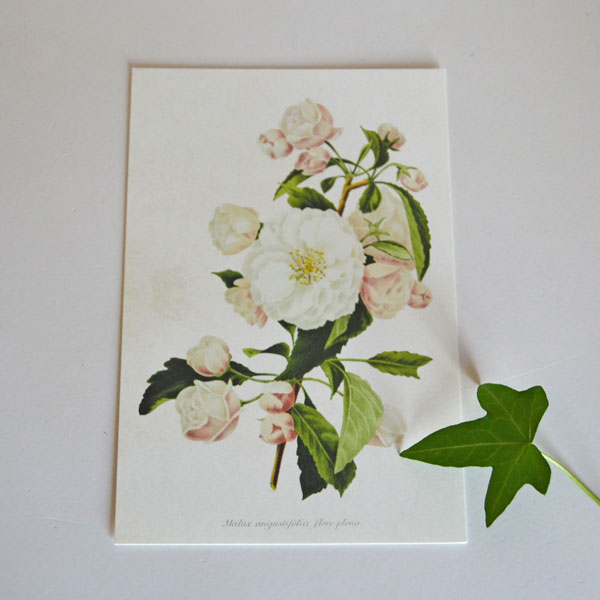 Vintagevykort - Malus Angustifolia