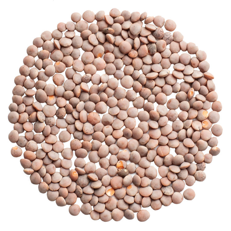 Korallins