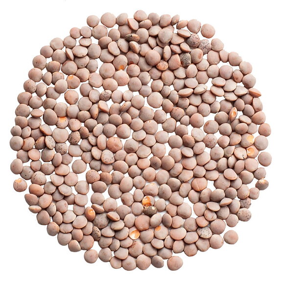Korallins