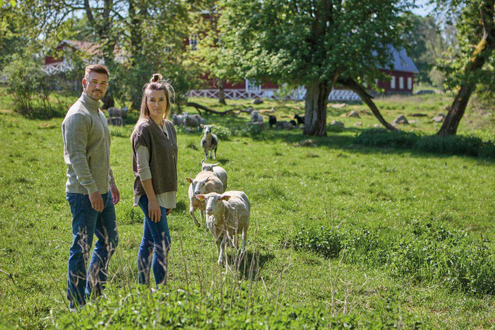 Ivanhoe tröja Mire Björk i ofärgad ull  - 8