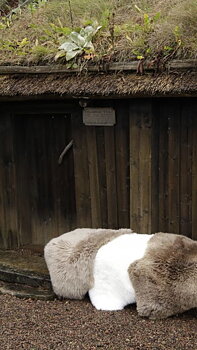Beige australiensisk dubbel långhårig fäll
