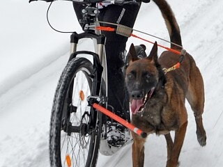 Säkerhetsstav för hund på sidan