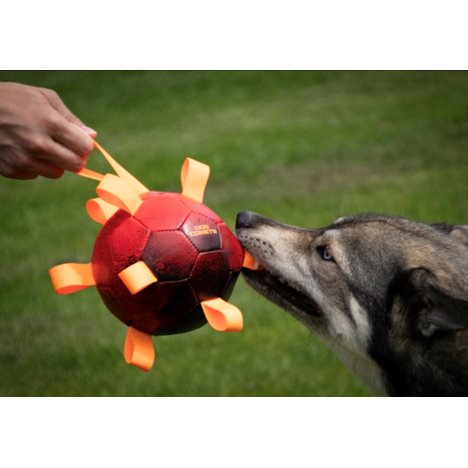 Dog Comets Hypernova - 2