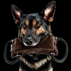 Bitkudde Raddog