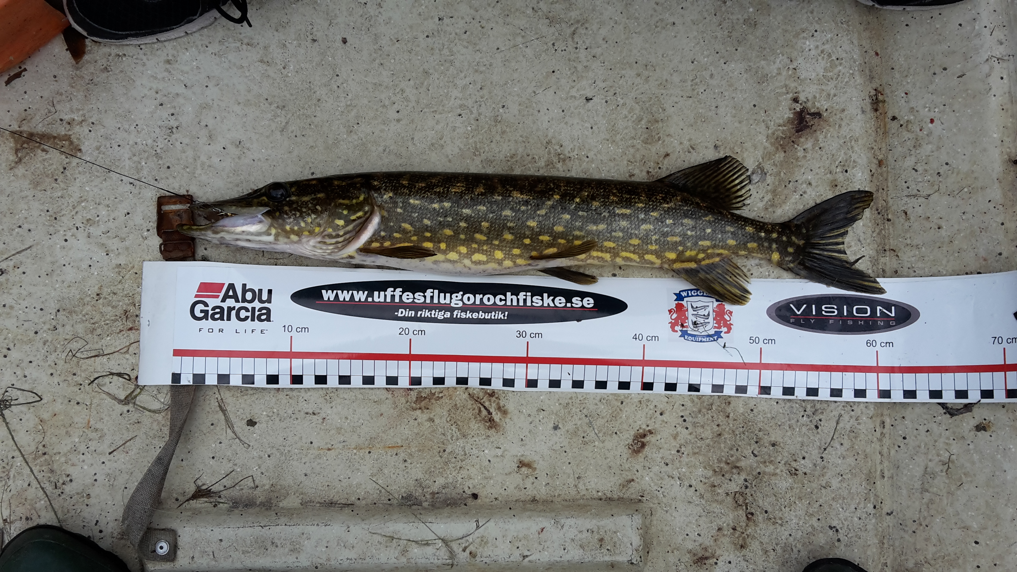 61cm Leo Bjur