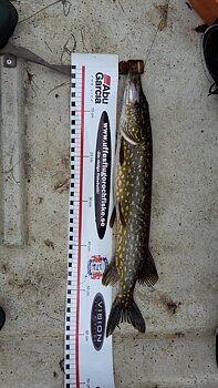 61cm Leo Bjur