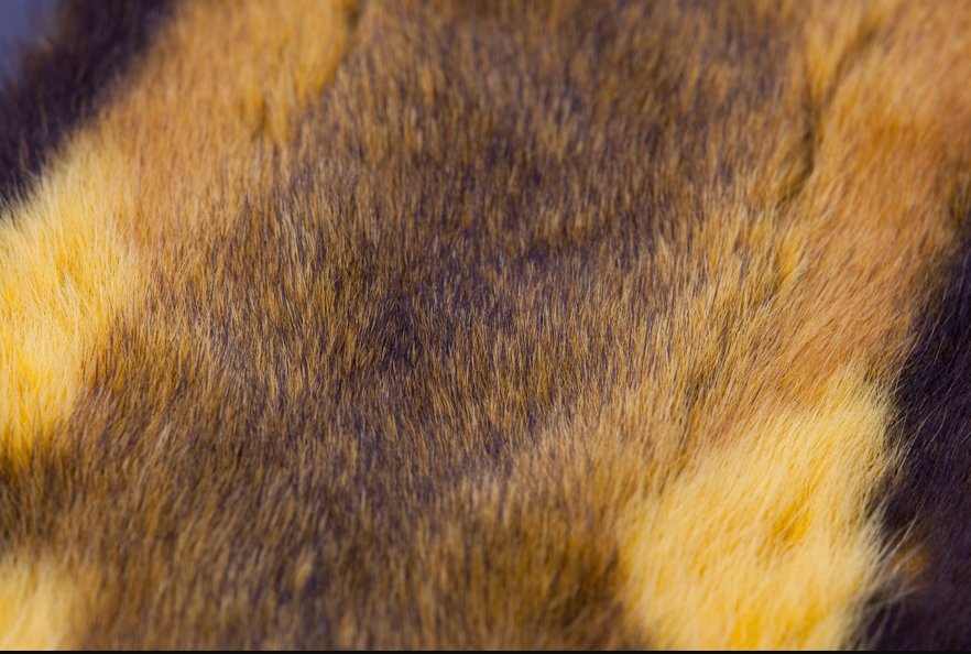 Savannah Rat Yellow