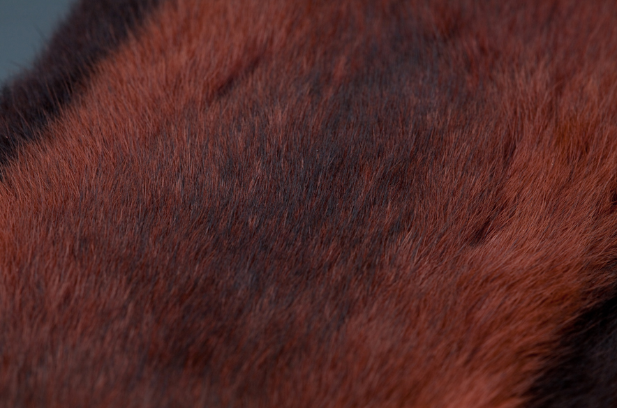 Savannah Rat Fiery Brown