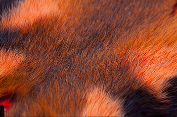 Savannah Rat Orange