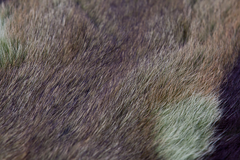 Savannah Rat Green