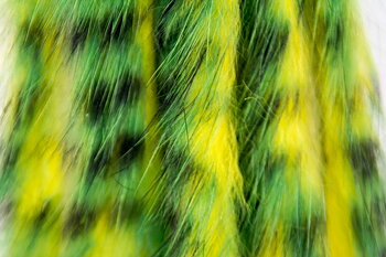 Kaninzonker Tiger black barred Yellow/Green