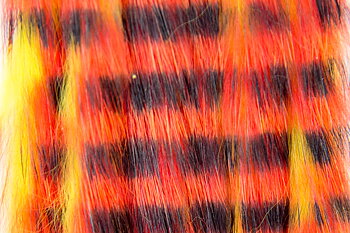 Kaninzonker Tiger black barred Yellow/Orange