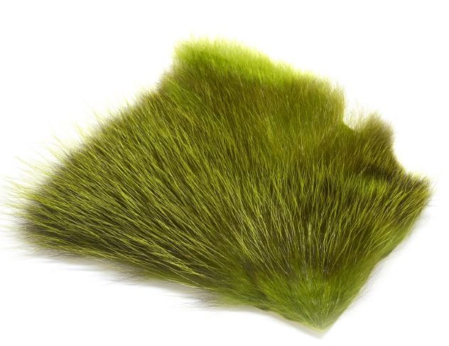 Amercan Opossum BG Green
