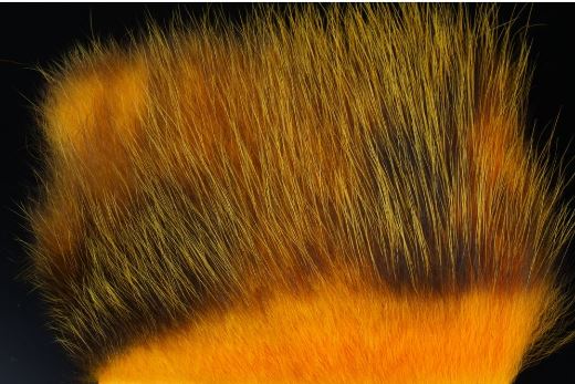 Amercan Opossum Sun Burst