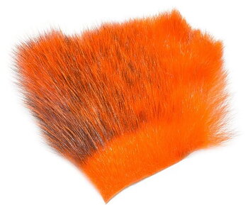 Amercan Opossum Orange