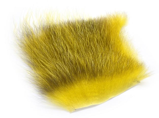 Amercan Opossum Golden Olive
