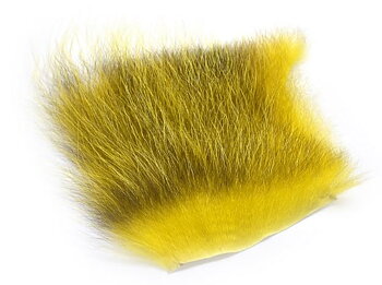 Amercan Opossum Golden Olive