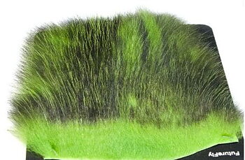 Amercan Opossum Chartreuse