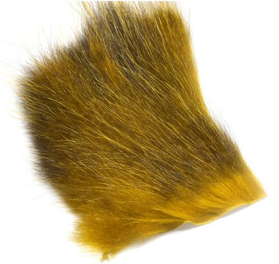 Amercan Opossum Olive 1