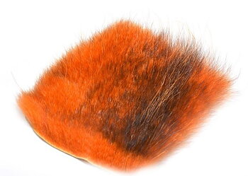 Amercan Opossum Ginger