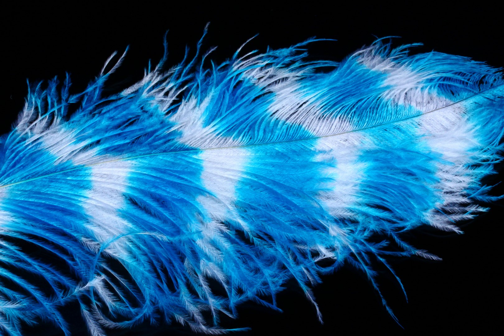Giant Struts Grizzly Blue/White