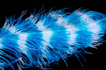 Giant Struts Grizzly Blue/White