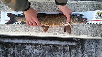 66,5cm Fredrik Perdal