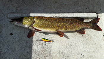 79,5cm Ludvig Lindmark