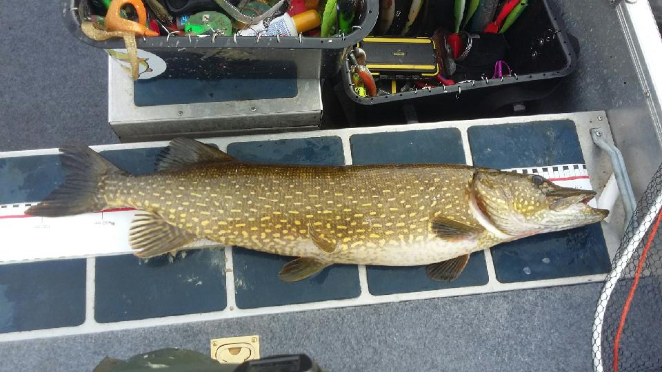 104cm Peter Mörtzell