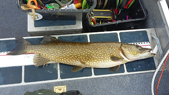 104cm Peter Mörtzell