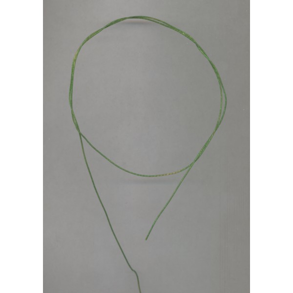 Catgut Olive-Green