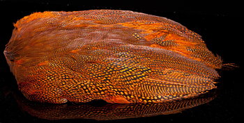 Pärlhöna Skinn Orange
