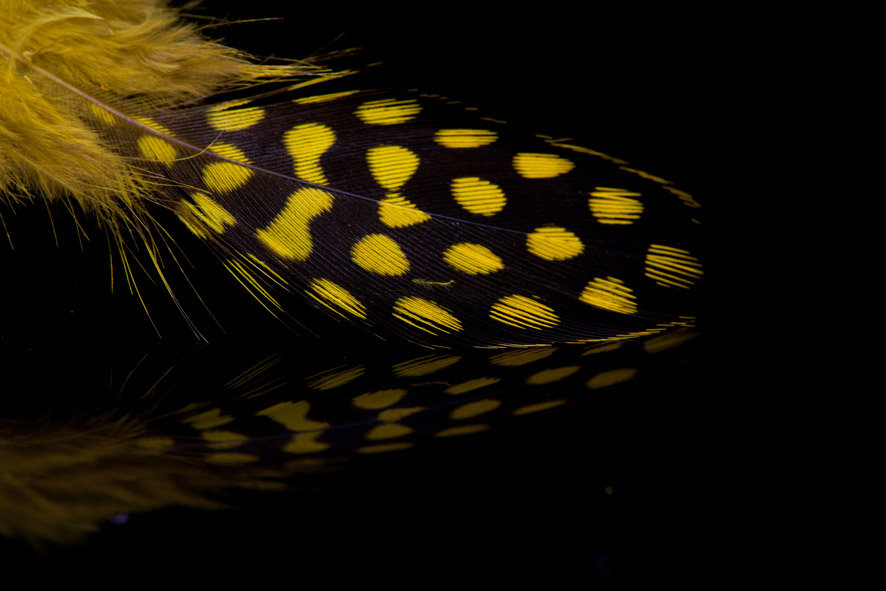 Pärlhöna Yellow