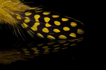 Pärlhöna Yellow