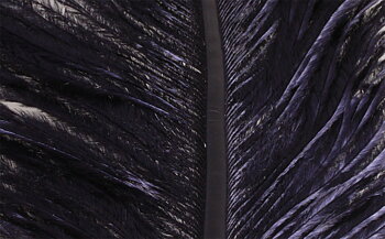 Struts Plym Black