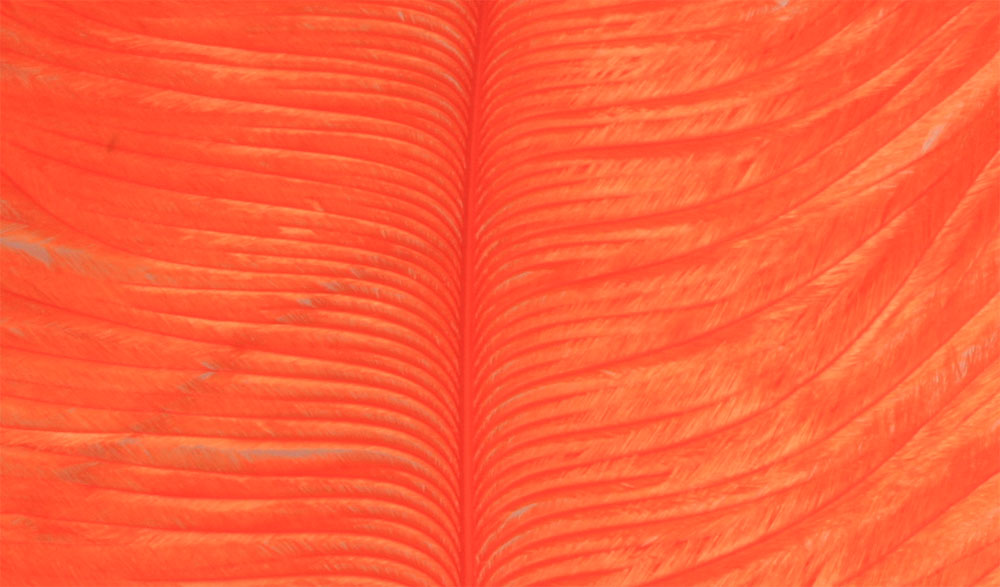 Struts Plym Orange