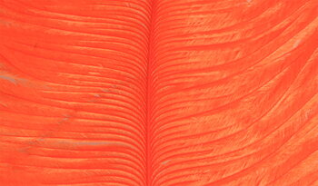 Struts Plym Orange