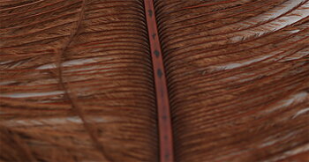 Struts Plym Brown
