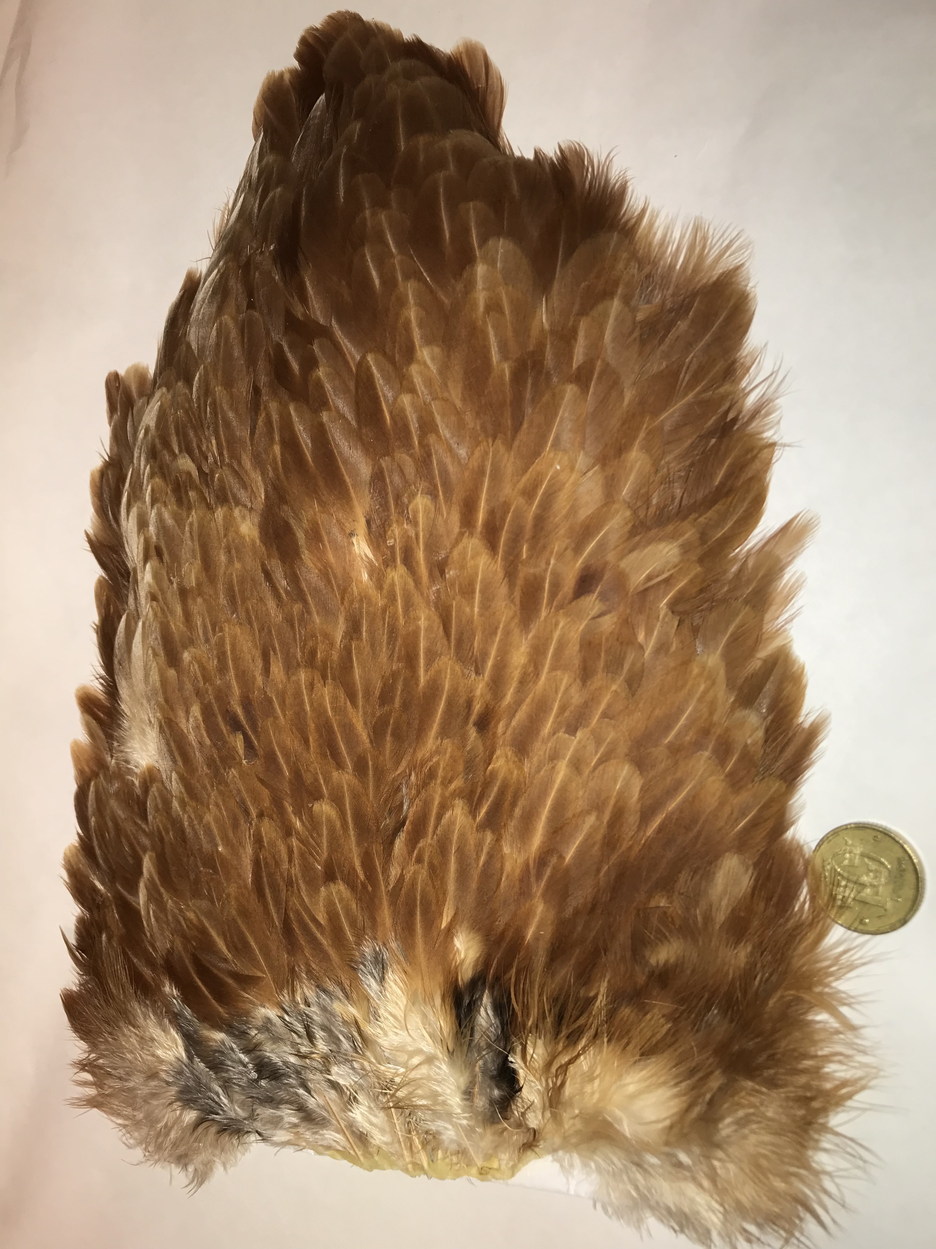 Whiting 4B Hen Saddle Brown
