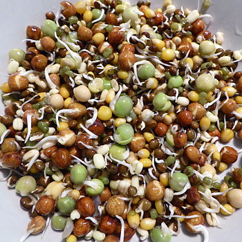 Groddblandning  Bello 5 kg
